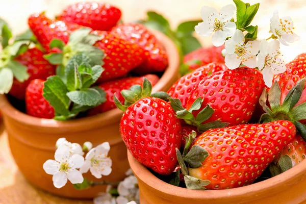 Organic strawberries - seasonal fruit — Stock Photo, Image