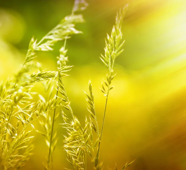 Jarní tráva světelné paprsky zapadajícího slunce — Stock fotografie