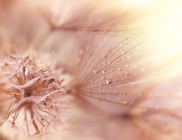 Dandelion seeds - fluffy blowball (dandelion) — Stock Photo, Image