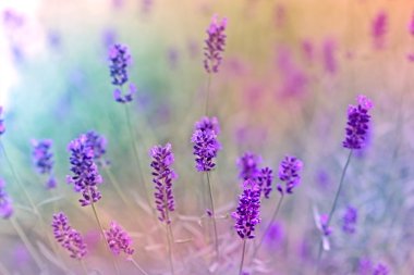 Güzel lavanta çiçeği