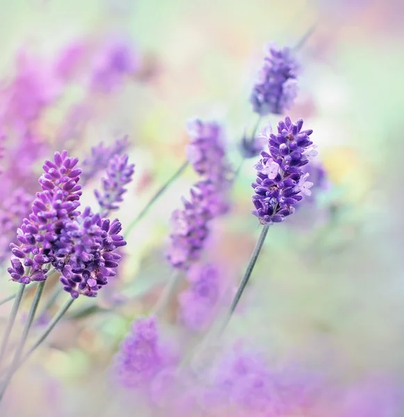 Beautiful lavender flower — Stock Photo, Image