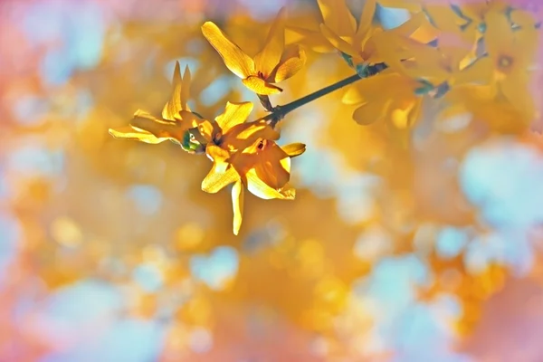 Žluté květy na stromě — Stock fotografie