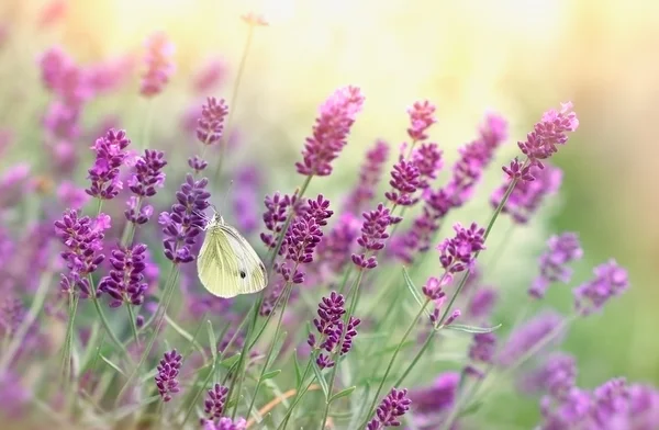 Papillon sur fleur de lavande — Photo