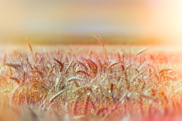 Wheat field — Stock Photo, Image