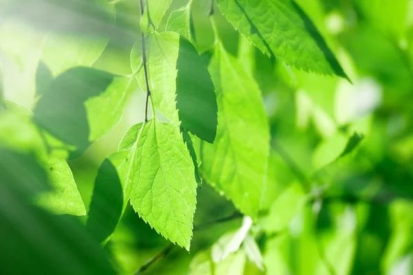 View through the leaves — Stock Photo, Image