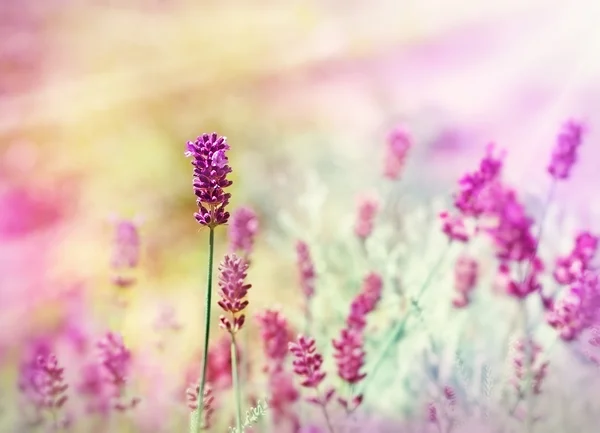 Lavendel im Licht der Sonnenstrahlen (Sonnenstrahlen)) — Stockfoto