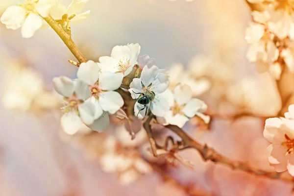 Медовая пчела на цветке фруктового дерева — стоковое фото