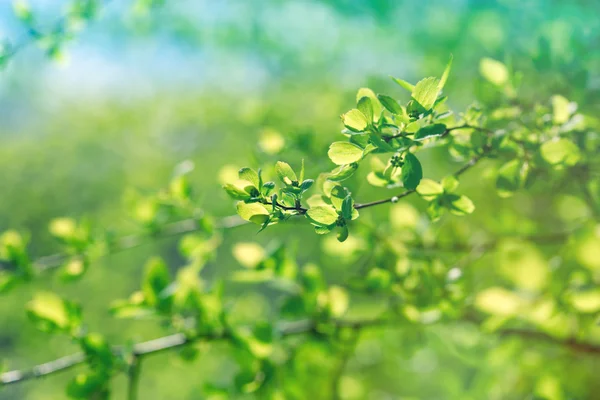 Hojas de primavera iluminadas por la luz del sol (rayos solares ) — Foto de Stock