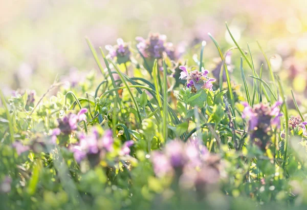Лугові квіти навесні (фіолетова квітка ) — стокове фото