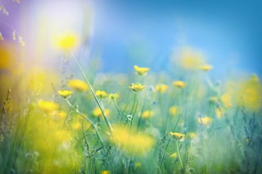 Bahar - sarı çiçekler güzel çayır