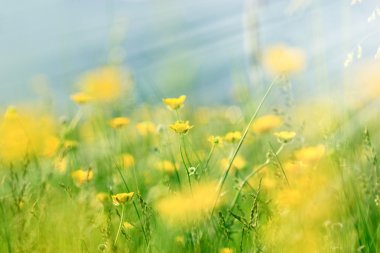 Çayır - küçük sarı çiçekler ilkbaharda