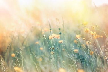 Sarı çiçekler güneş ışınları ile yumuşak odak