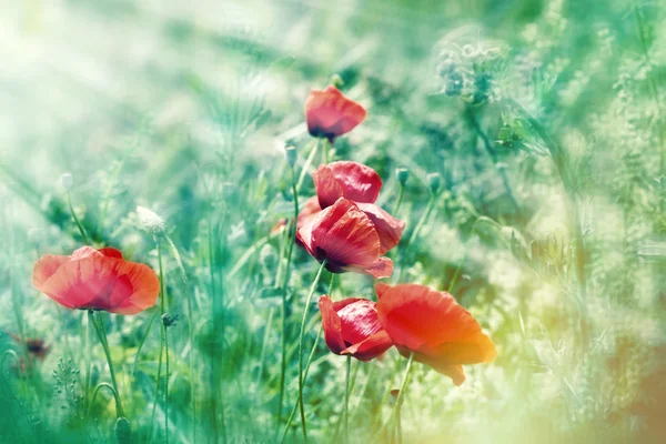 Fiori di papavero rosso selvatico in erba — Foto Stock