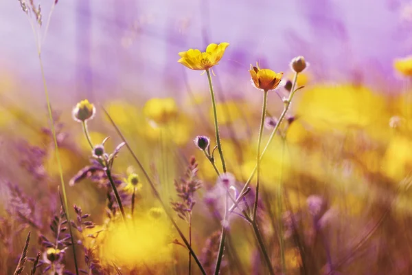 Primavera no prado - pequenas flores amarelas — Fotografia de Stock