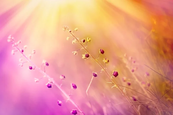 Toppen van paarse bloemen in de lente — Stockfoto