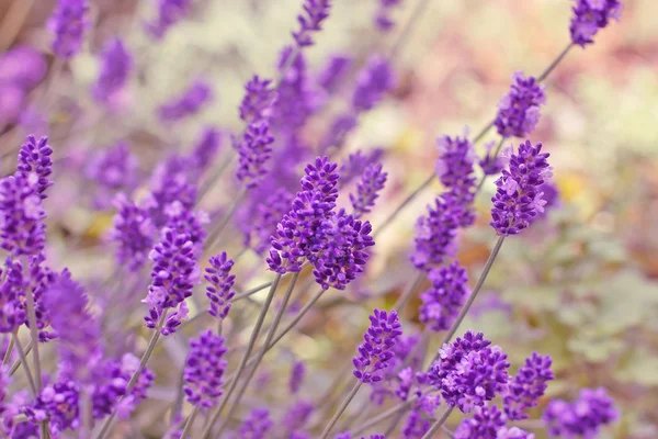 Flores de lavanda iluminadas por la luz solar — Foto de Stock