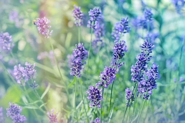 Lavanda Flores no jardim — Fotografia de Stock