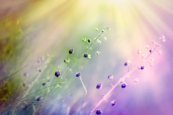 Knospen purpurfarbener Blüten im Licht der Sonnenstrahlen - Frühling — Stockfoto