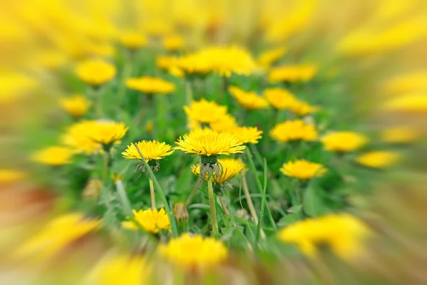 Dandelion flowers in meadow - springtime — Stock Photo, Image