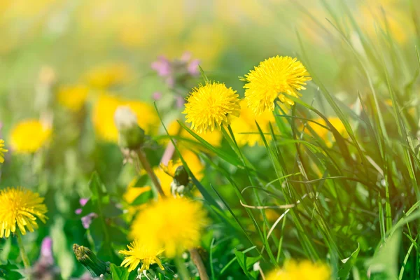 春の草原の花 — ストック写真