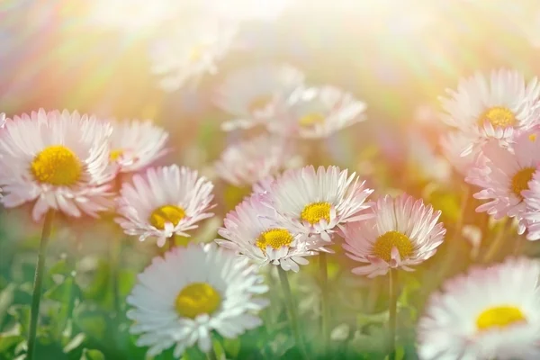 Květy sedmikrásky - detail (jarní daisy) — Stock fotografie