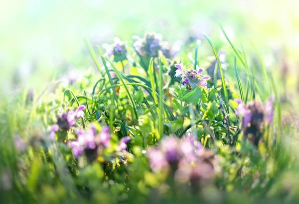 Meadow flowers in spring (purple flower) — Stock Photo, Image