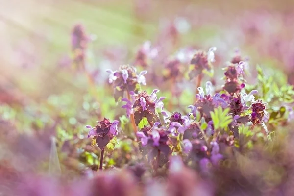 Hermoso prado en primavera - flor púrpura — Foto de Stock