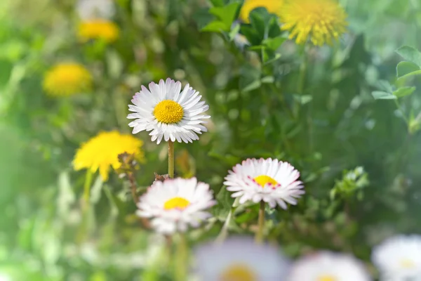 デイジーの花のクローズ アップ (春デイジー) — ストック写真