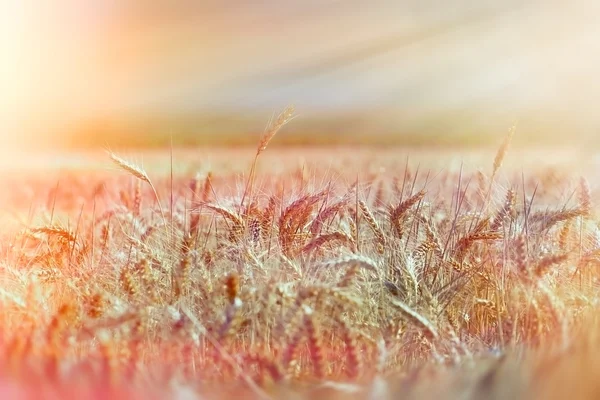 Field of wheat in the late afternoon — Stock Photo, Image