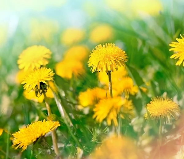 Löwenzahnblüten auf der Wiese — Stockfoto