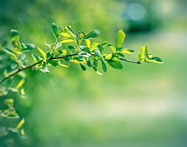 Hermosas hojas de primavera — Foto de Stock