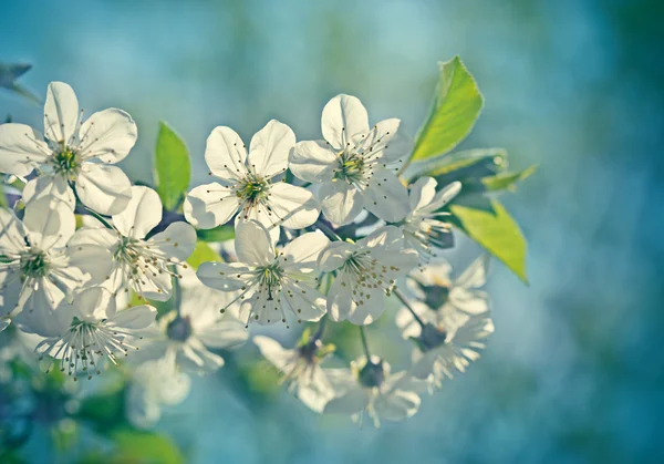 Blossomed fruit branches — Stock Photo, Image