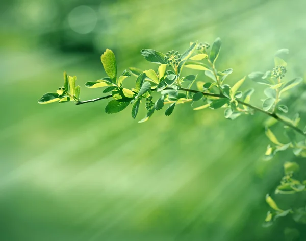 Hojas frescas jóvenes de primavera temprano en la mañana — Foto de Stock