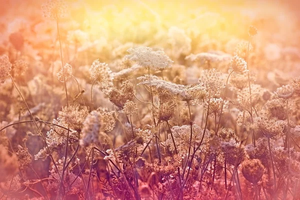 Prado lleno de flores al final de la tarde —  Fotos de Stock