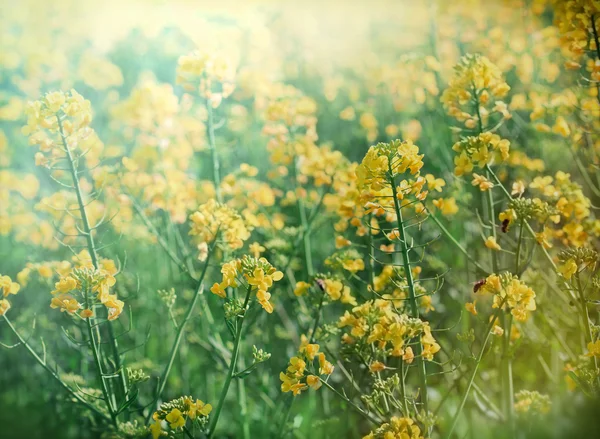 Žluté květy na louce - jaro na louce — Stock fotografie