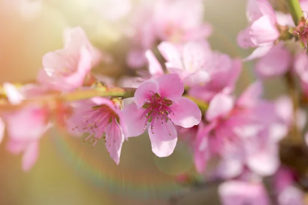 Focus doux sur la branche en fleurs — Photo