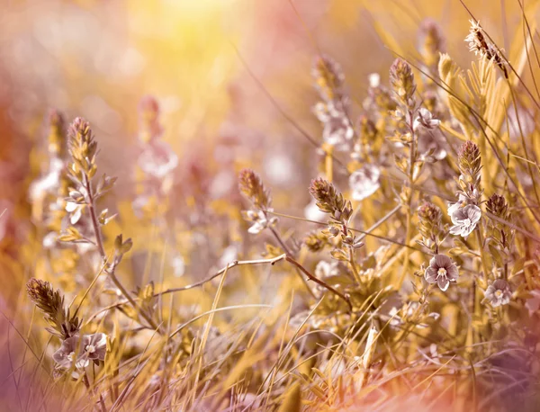 Weide bloemen - weide in het voorjaar van — Stockfoto