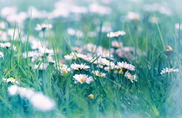 Gänseblümchen blühen im zeitigen Frühling — Stockfoto