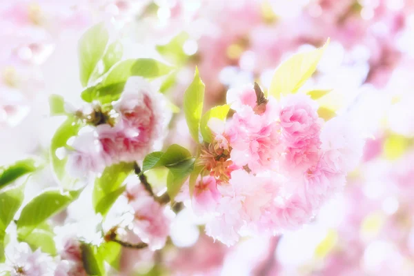 Hermosa flor de cerezo japonés —  Fotos de Stock