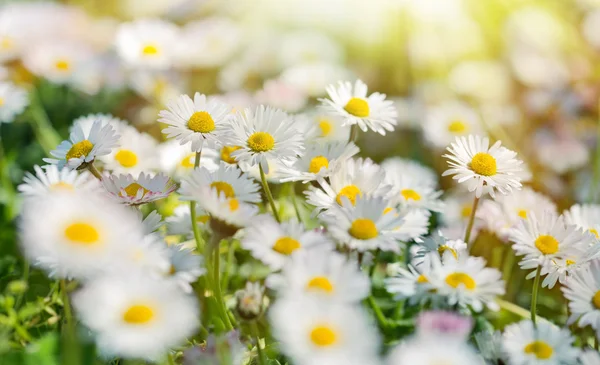 Pequeñas flores de margaritas de primavera iluminadas por los rayos del sol — Foto de Stock