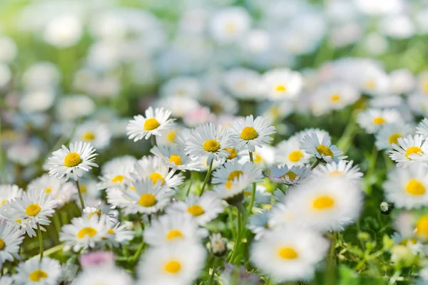 Kwiatów łąka w wiosnę - kwiaty daisy — Zdjęcie stockowe