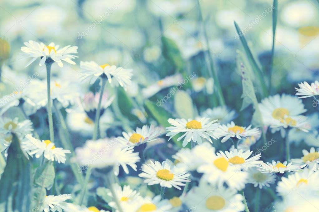 Daisy flowers - spring daisy flowers