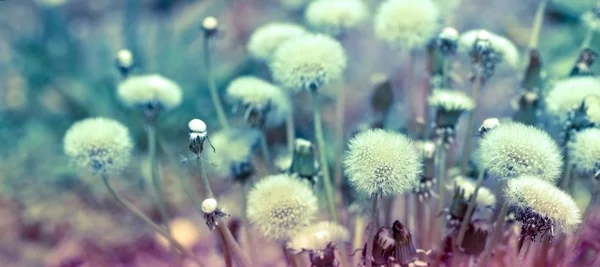 Flauschige Pusteblume - Löwenzahn — Stockfoto