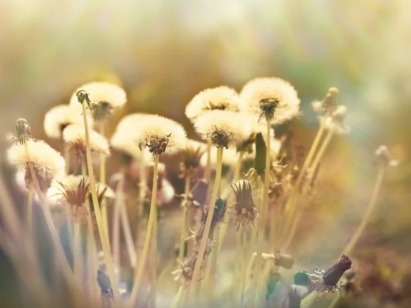 Löwenzahnsamen - flauschiger Pusteblume — Stockfoto