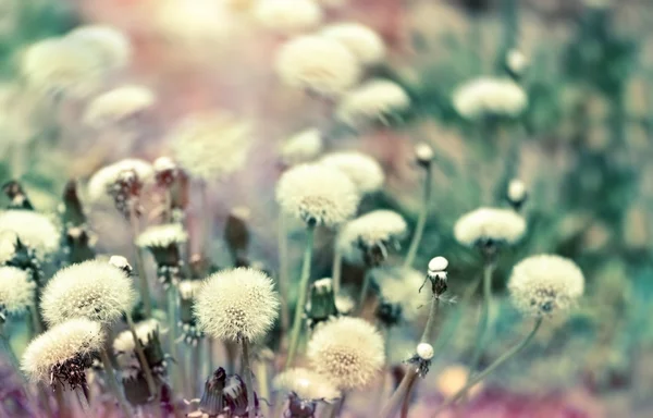 Flauschige Pusteblume - Löwenzahn — Stockfoto