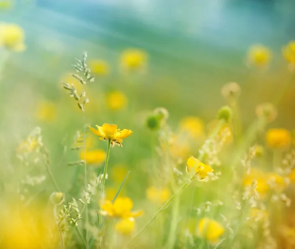 Луговые цветы — стоковое фото