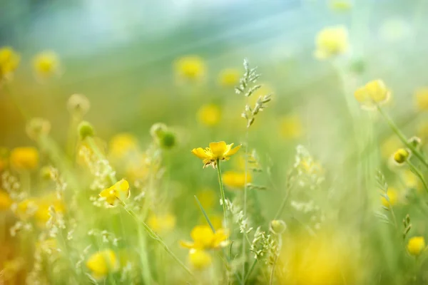 Weide bloemen in gras — Stockfoto