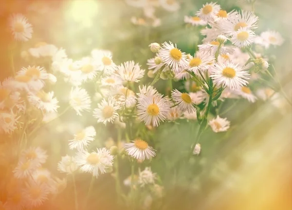 Fleurs de prairie au printemps — Photo