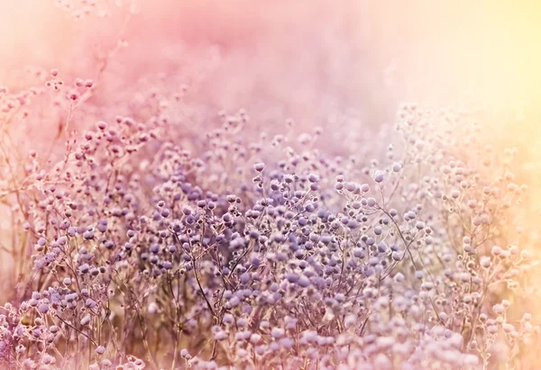 Łąka kwiaty wiosną — Zdjęcie stockowe