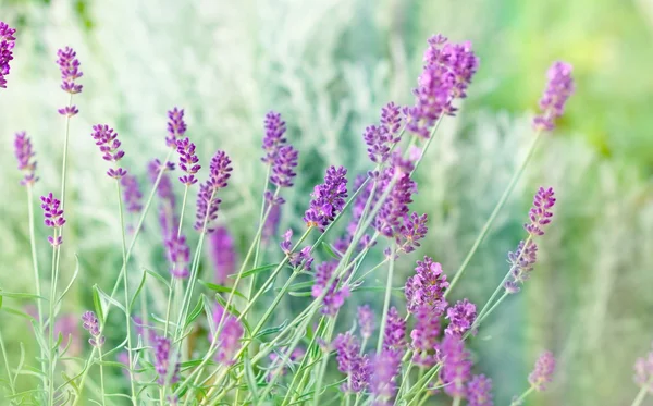 Lavender bunga — Stok Foto